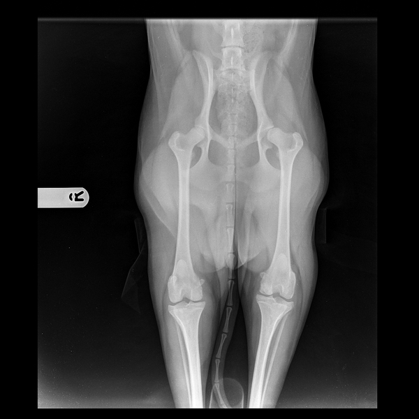 Puppy with dysplasia - heartbroken