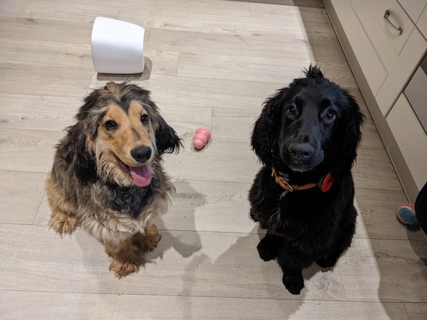 Puppy survival thread. Oct/Nov fireworks!