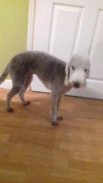 Posh dog breeds (just for fun!)