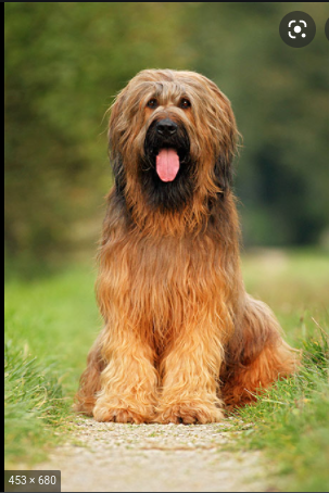 Which dog stops you in your tracks?