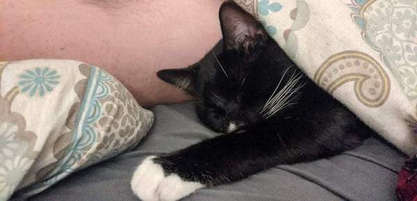 Do your cats sleep in your bedroom?