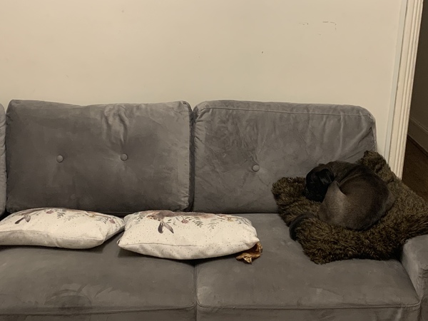 Here’s my lifestyle; what breeds should I consider?