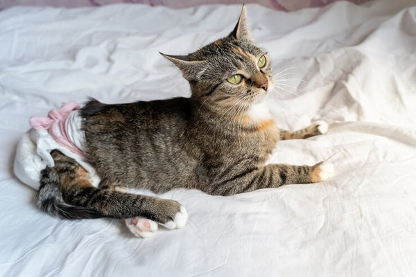 AIBU to find it utterly astounding that it's socially acceptable in England for pet cats to poop in other people's gardens??!