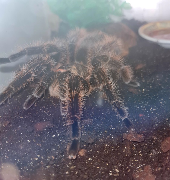 I'm a tarantula AMA (selfie included)
