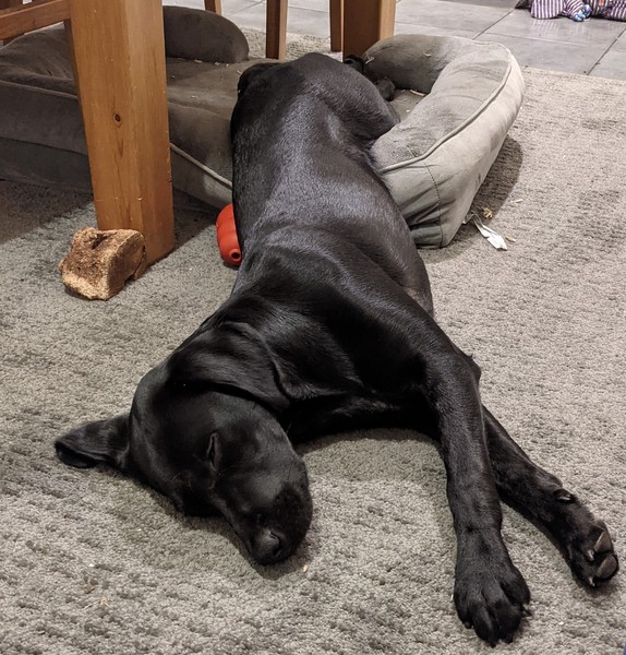 Puppy survival thread. Oct/Nov fireworks!