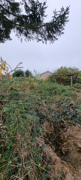 Neighbours messy jungle of a garden what can I do?
