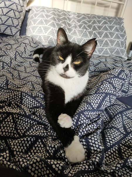 To wonder what your cat/s is called
