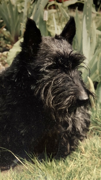 Which dog stops you in your tracks?