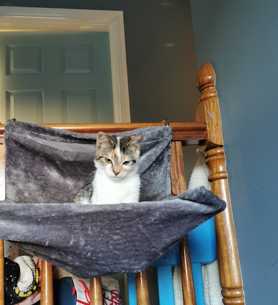 Cats on wrong side of bannister