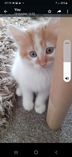 To wonder what your cat/s is called