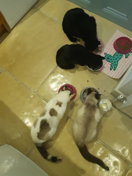 What's your DCat up to today? (Thread 9)