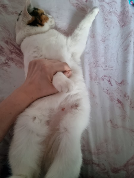 What are these on my cat.