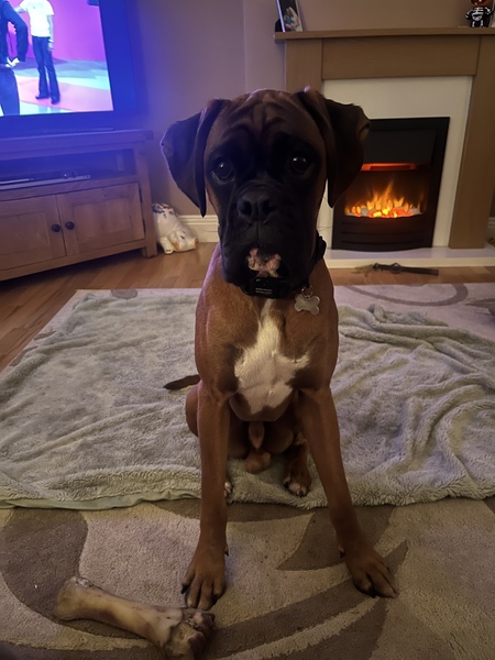 Here’s my lifestyle; what breeds should I consider?