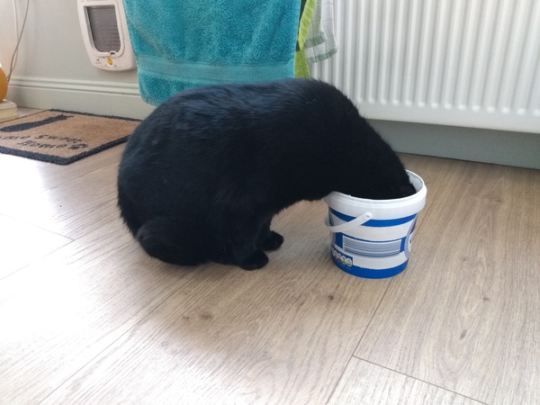 Why does my mucky kitty keep doing this?