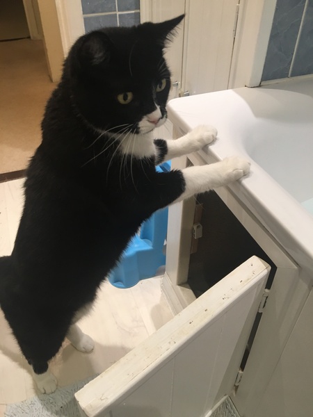 To wonder what your cat/s is called