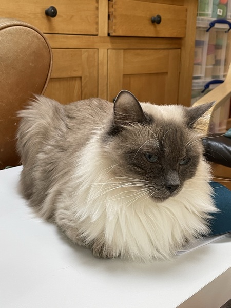 Tell me about Ragdolls
