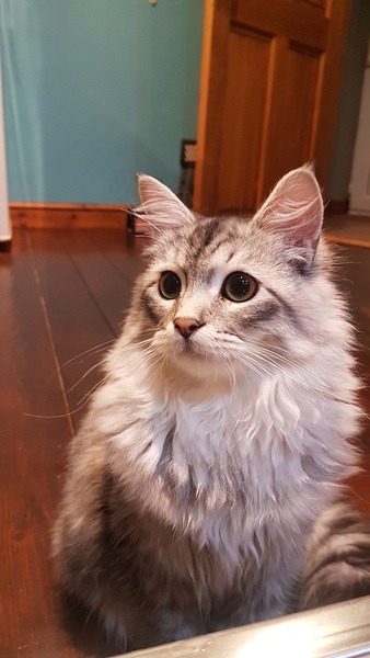 To wonder what your cat/s is called