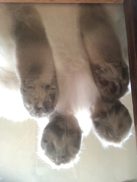 Tell me about Ragdolls