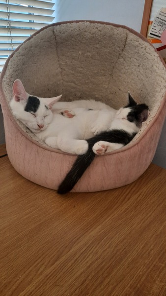 Rescue cat refusing all comforts