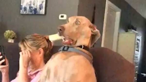Fucking dogs!