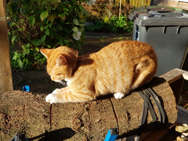 Could kitten have given me ear mites?