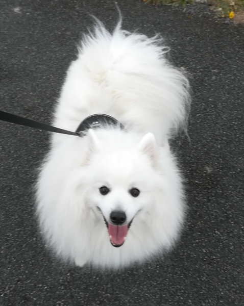 Which dog stops you in your tracks?