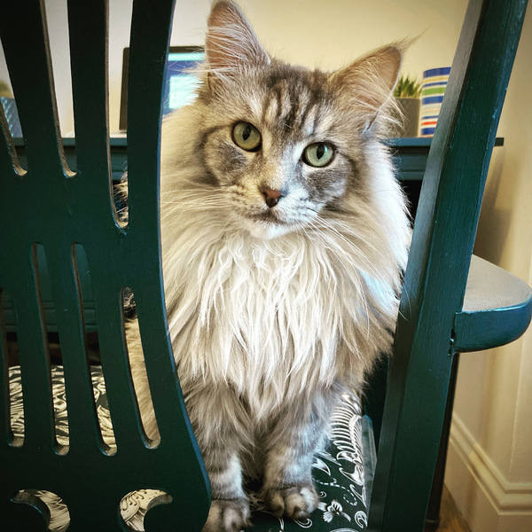 Maine Coons