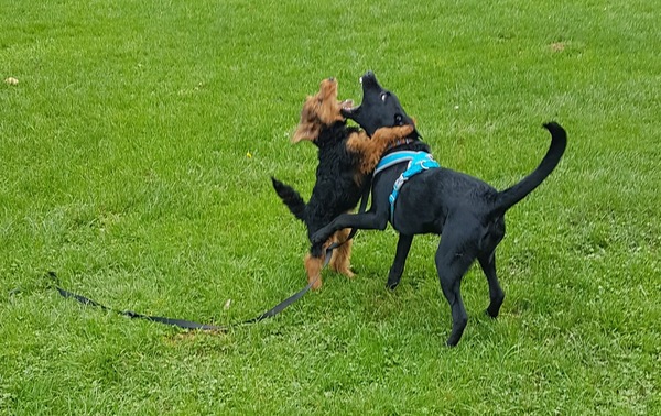 Puppy survival thread. Oct/Nov fireworks!