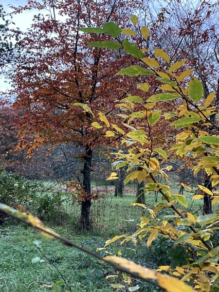 Week 5 Pre-Christmas Low Carb Bootcamp