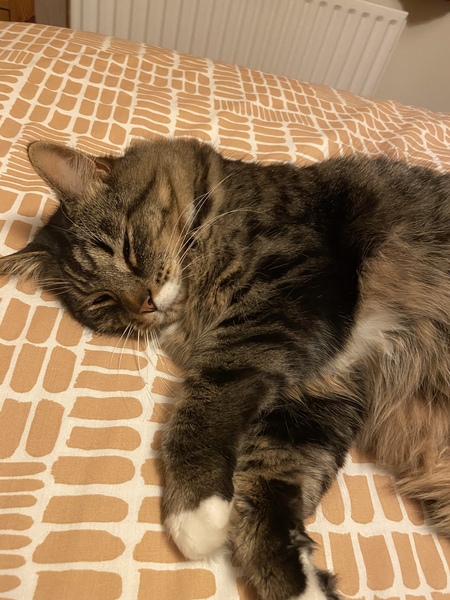 To wonder what your cat/s is called
