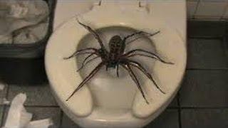 To think this should be illegal? (Picture of spider included)