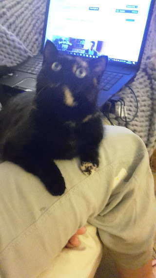 To wonder what your cat/s is called