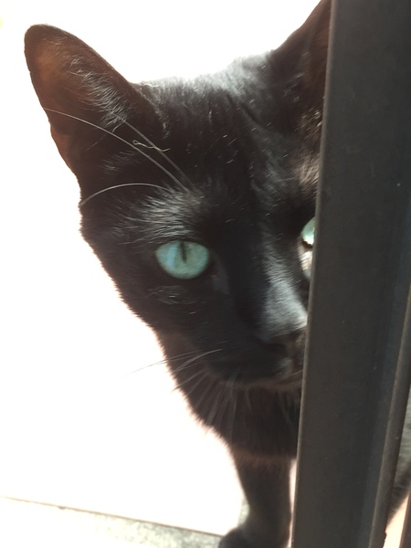 To wonder what your cat/s is called