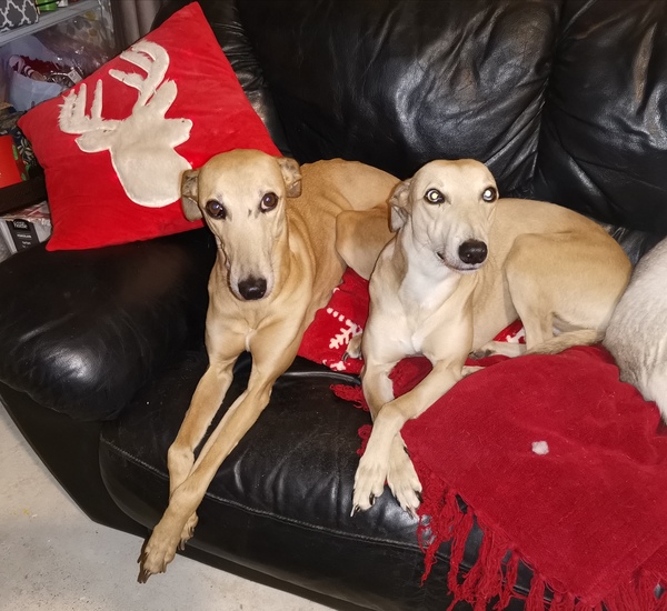 Posh dog breeds (just for fun!)