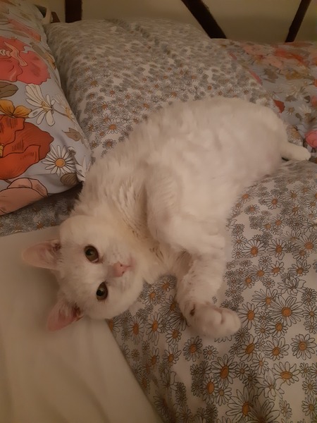 Do your cats sleep in your bedroom?