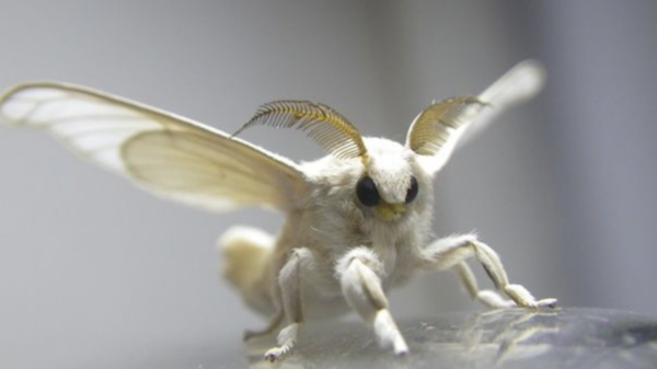 Present similar to breeding caterpillars?