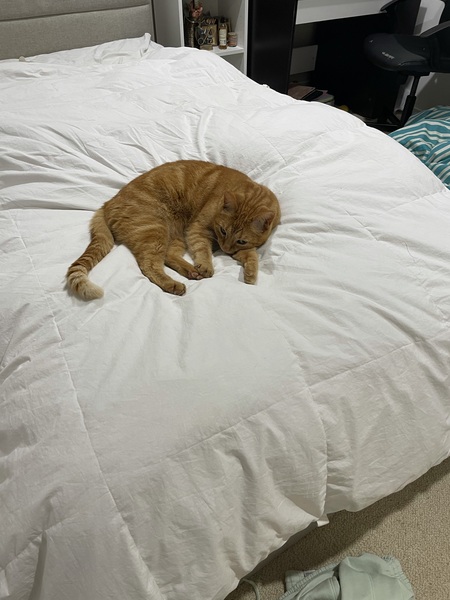 To wonder what your cat/s is called