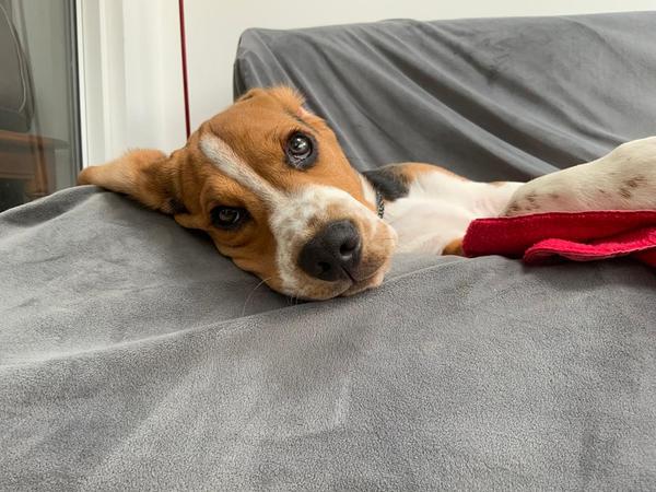 Beagle v cocker spaniel