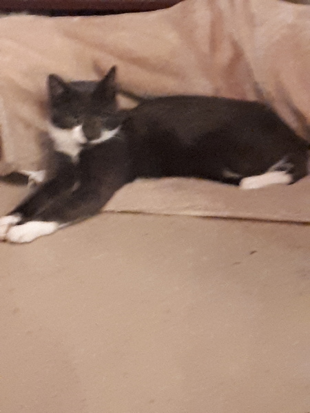 Poor cat's been in a fight