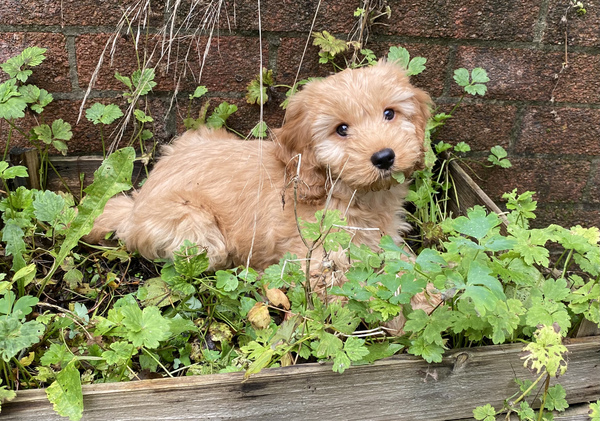 Getting 12wk puppy into a routine.