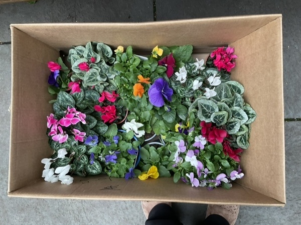 Your garden in November