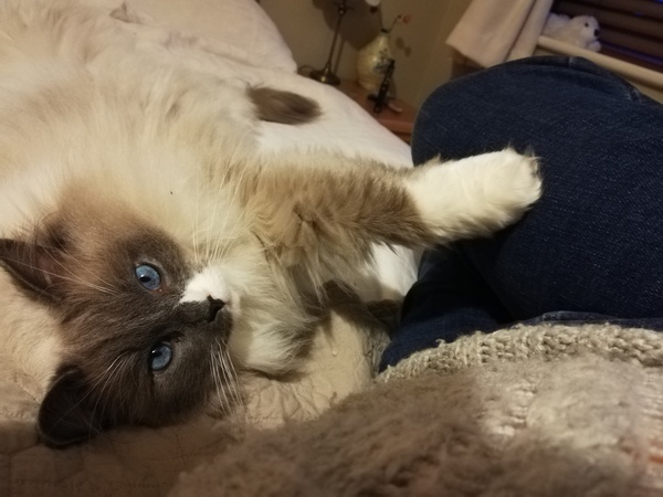 To wonder what your cat/s is called