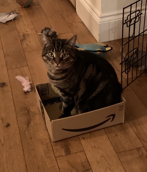 Rescue cat refusing all comforts