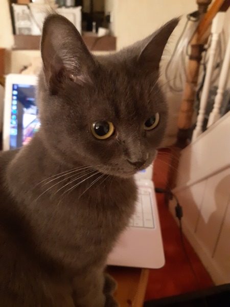 Feeling guilty for getting my cat neutered