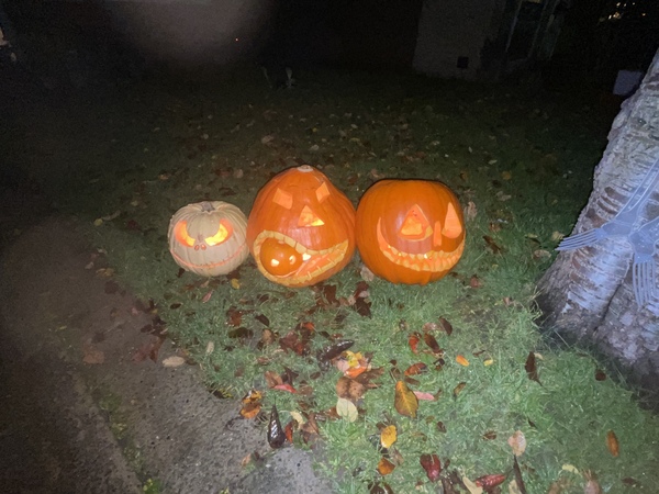 Someone stole my pumpkins out of my garden. Is this illegal?