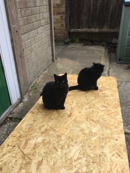 To wonder what your cat/s is called