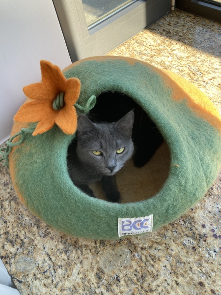 Rescue cat refusing all comforts