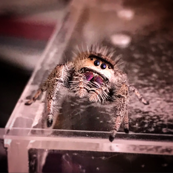 To think this should be illegal? (Picture of spider included)