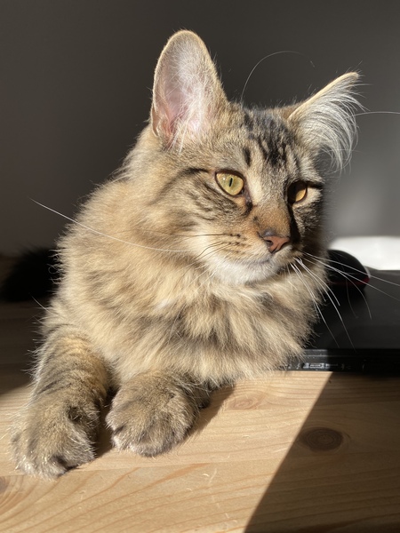 To wonder what your cat/s is called