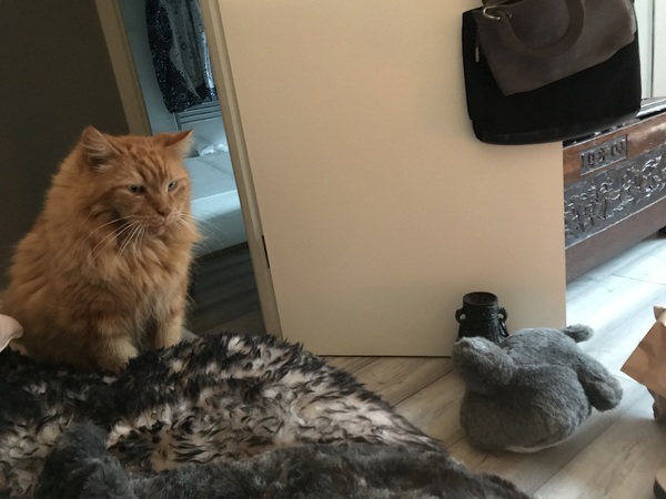 Chez Ollie - "Give me your tired, your paw, your purring masses..." - All welcome
